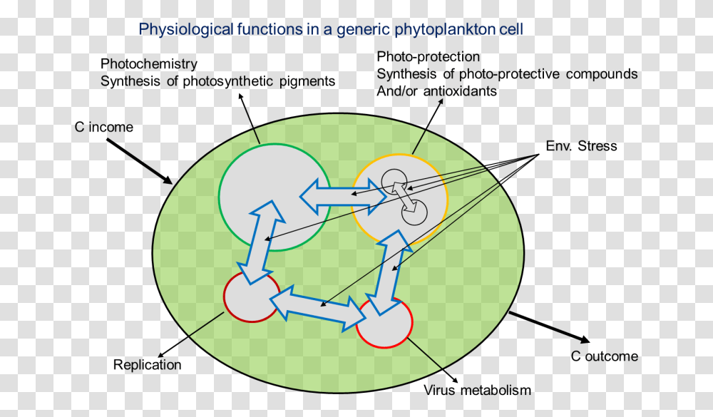 Phytoplankton, Network, Sphere, Astronomy, Outer Space Transparent Png