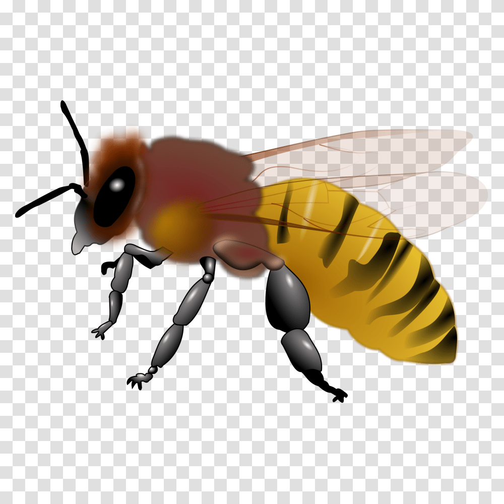 Piano Clip Art Free Bee Clipart, Toy, Honey Bee, Insect, Invertebrate Transparent Png