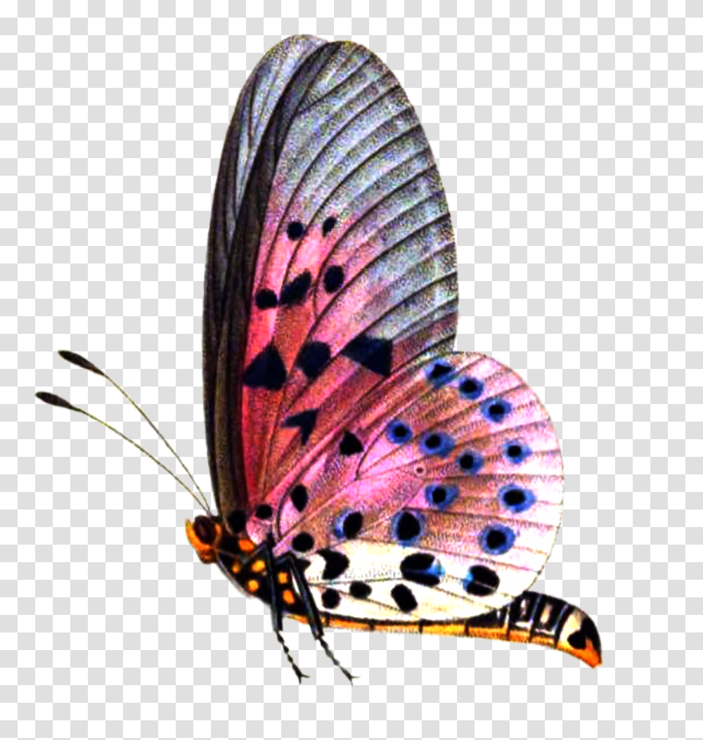 Pic Butterflies Image Butterfly For Picsart, Insect, Invertebrate, Animal, Moth Transparent Png