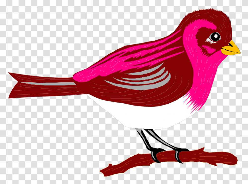 Pic Cartoon Bird Purple Bird Cartoon Background, Finch, Animal, Cardinal, Wren Transparent Png