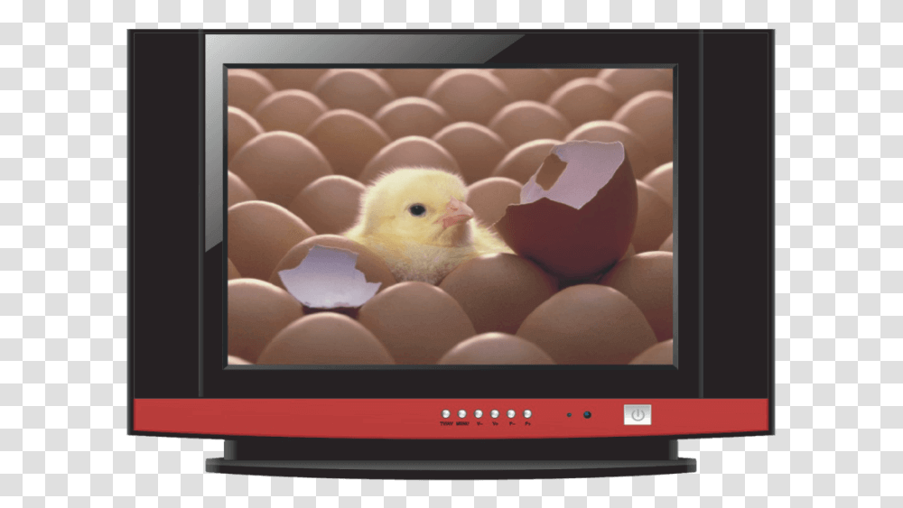 Pic New Born From Egg, Monitor, Screen, Electronics, Display Transparent Png