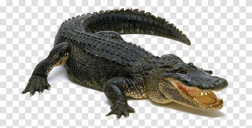 Pic Peoplepng Com Background Alligator, Lizard, Reptile, Animal, Crocodile Transparent Png