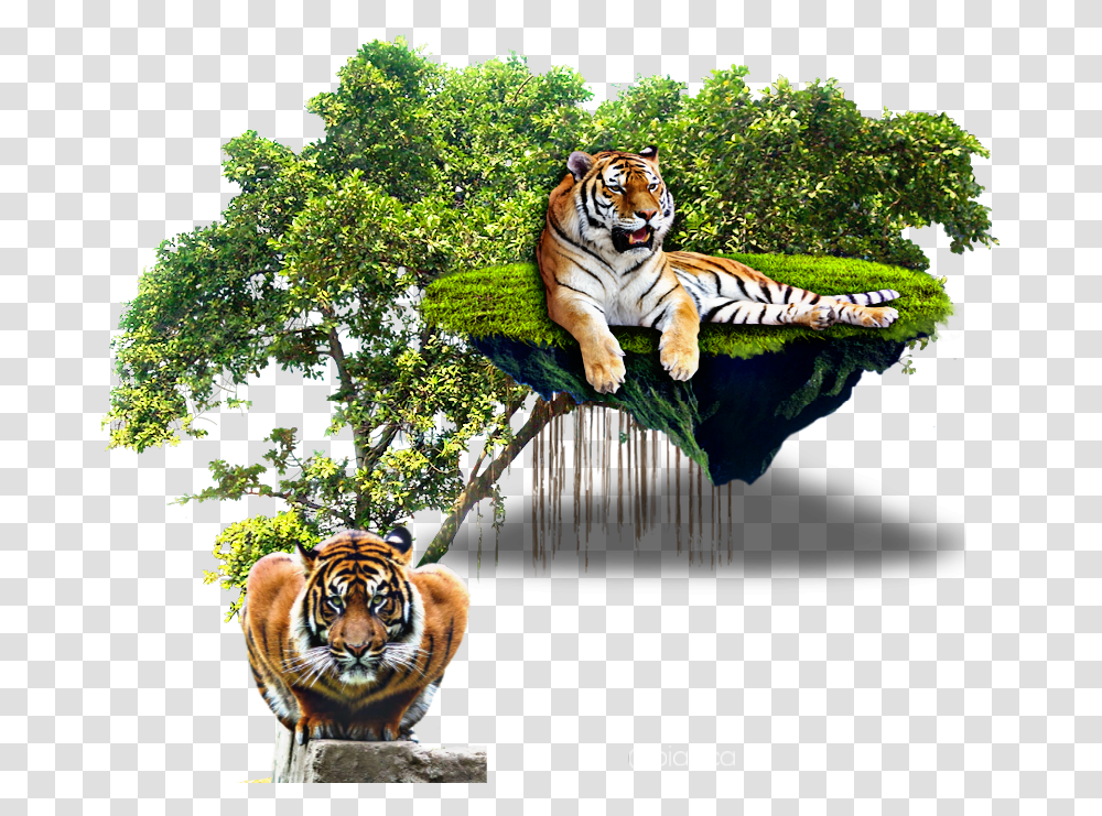 Pic Tiger Picsart Picsartphoto Picsarteffects Tropical Rainforest Trees, Wildlife, Mammal, Animal Transparent Png