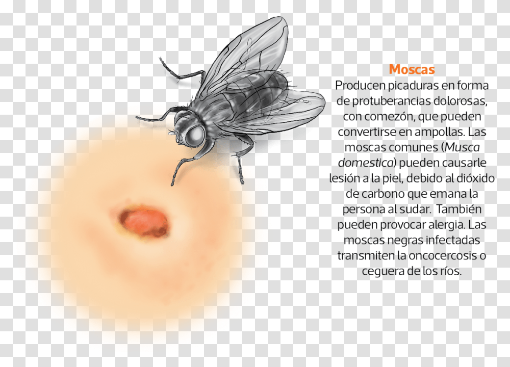 Picadura La Mosca Negra, Honey Bee, Insect, Invertebrate, Animal Transparent Png