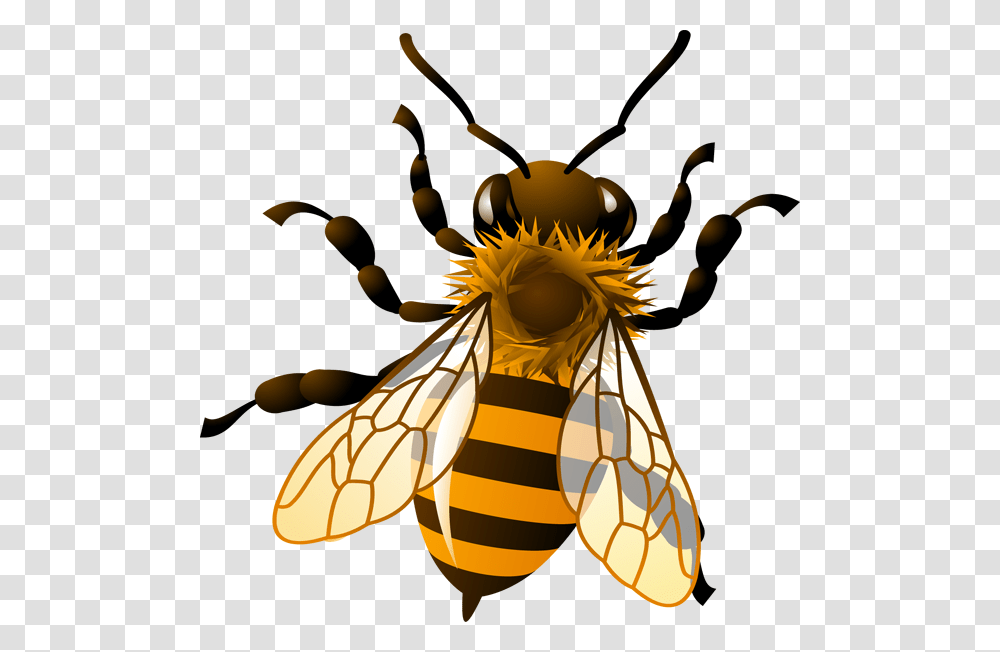 Pics For Gt Honey Bee Drawing Clip Art Honey Bee Landing, Insect, Invertebrate, Animal, Lamp Transparent Png