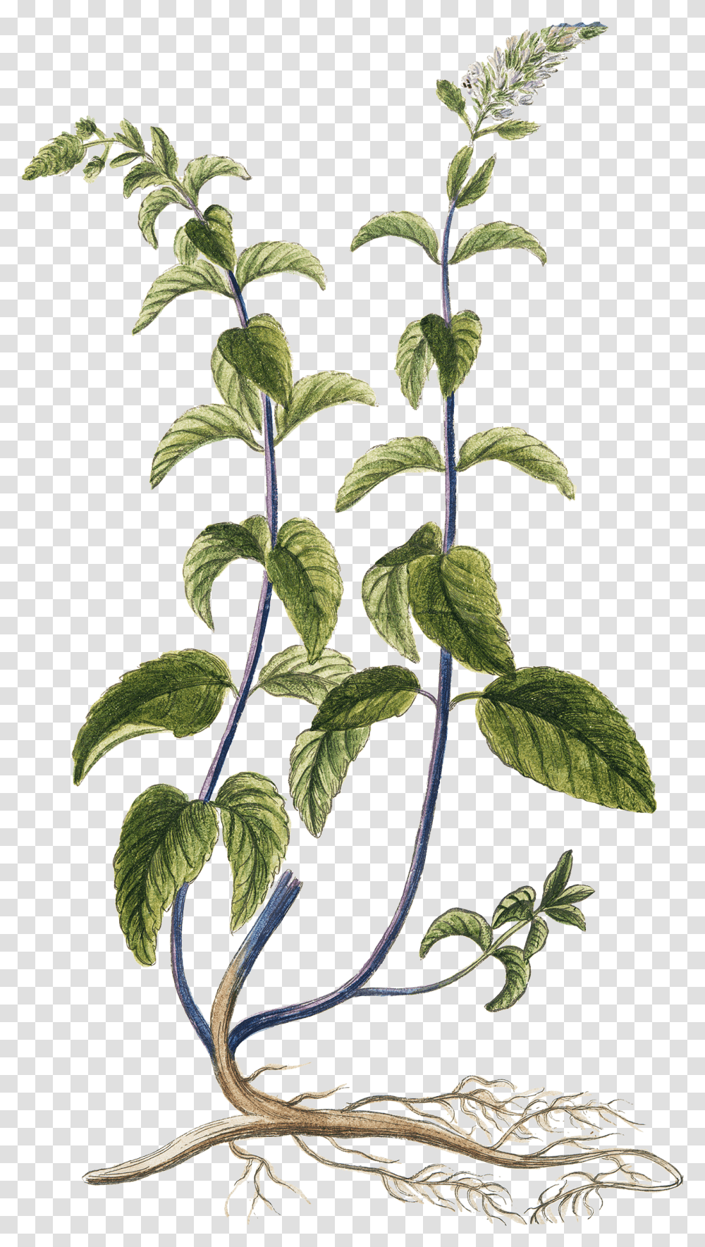 Pics Of Herbs Free Botanical Herb Prints, Acanthaceae, Flower, Plant, Blossom Transparent Png