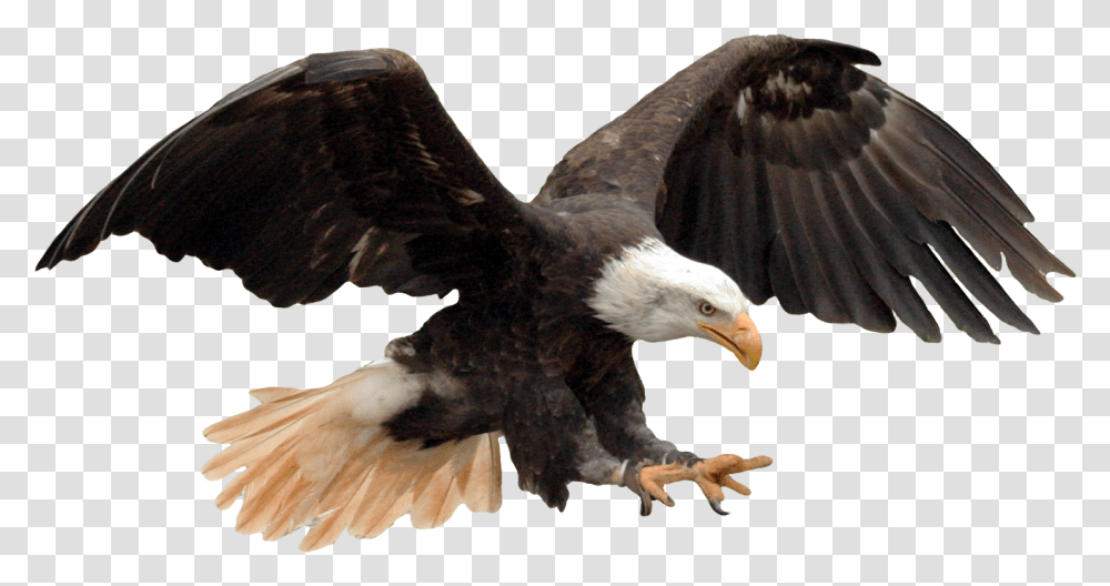 Picsart Background Vijay Mahar, Eagle, Bird, Animal, Bald Eagle Transparent Png