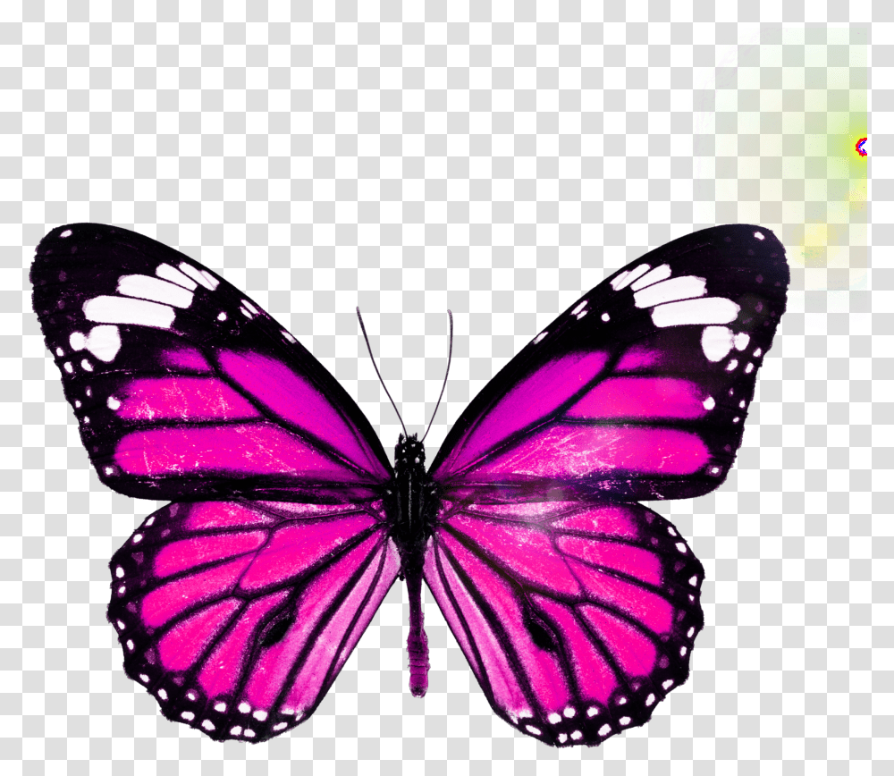 Picsart Boterfly Edit, Monarch, Butterfly, Insect, Invertebrate Transparent Png