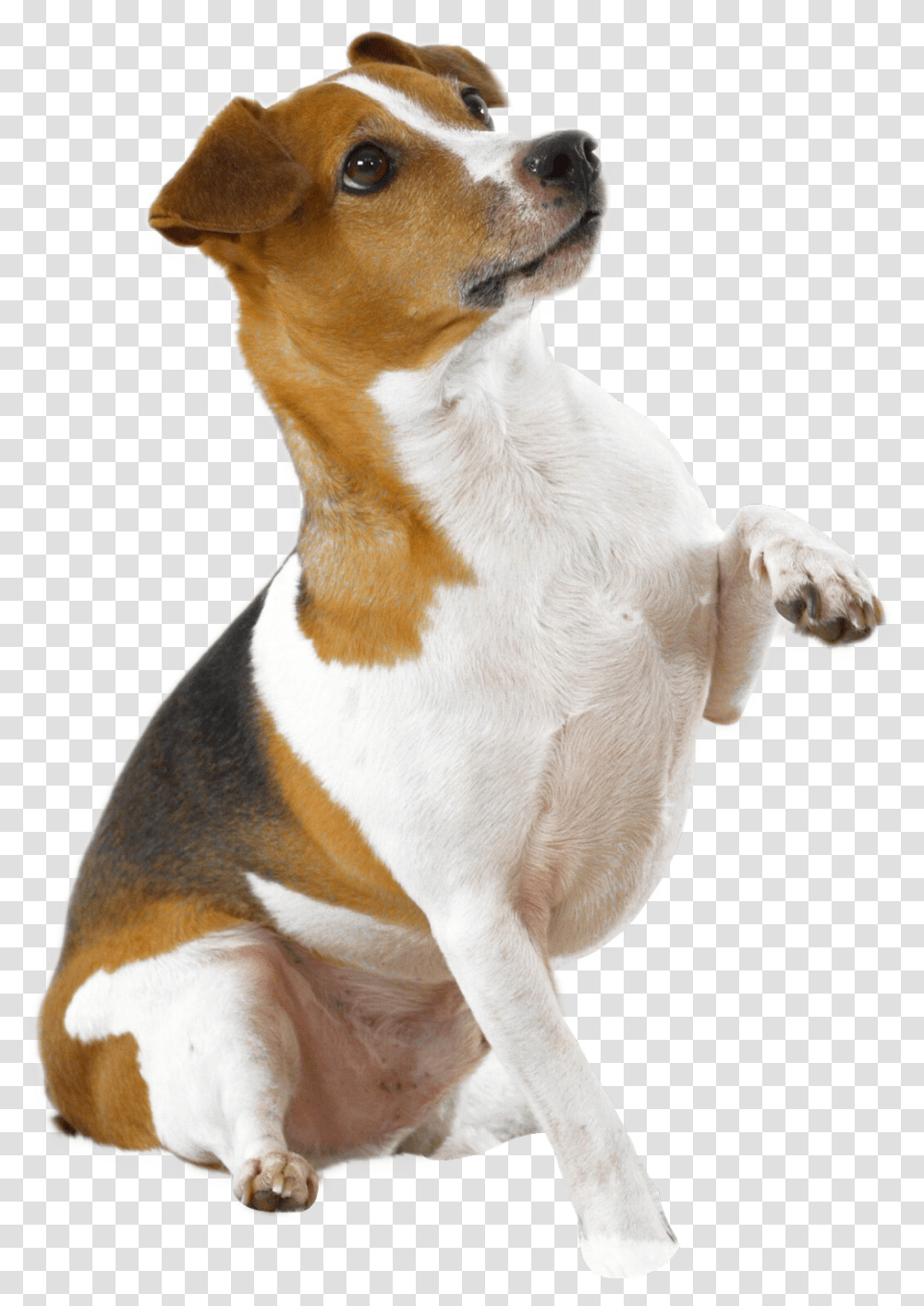 Picsart Dog Hd, Pet, Canine, Animal, Mammal Transparent Png