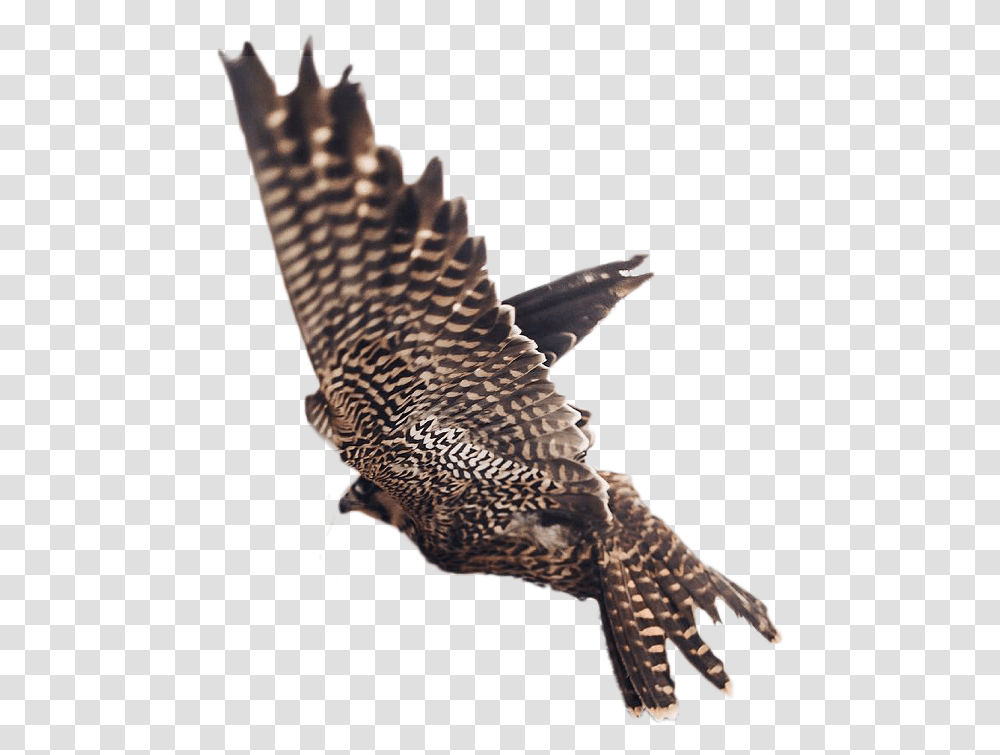 Picsart Eagle Photo Editing Taukeer Editz, Accipiter, Bird, Animal, Hawk Transparent Png