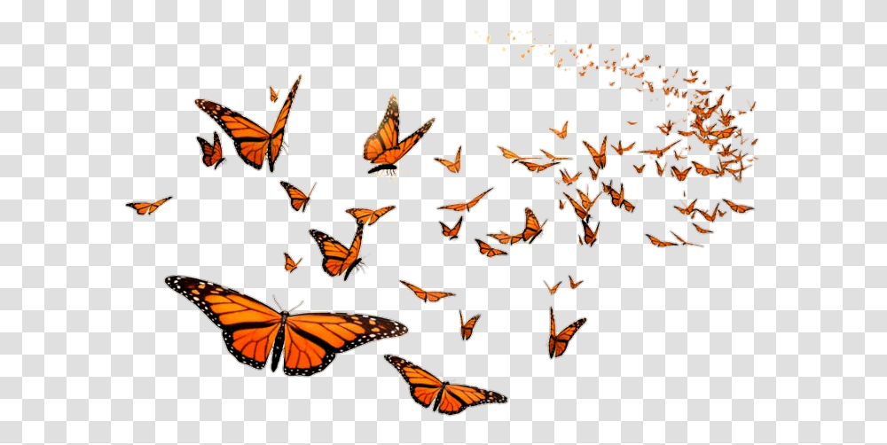 Picsart Hd Butterfly, Insect, Invertebrate, Animal, Monarch Transparent Png