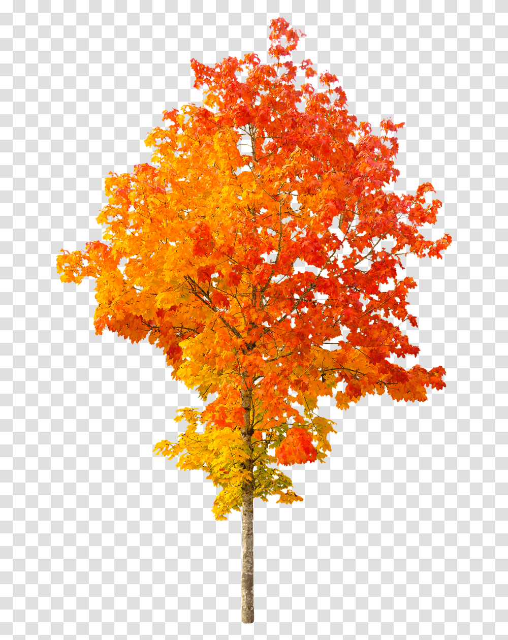 Picsart Leaf Hd, Tree, Plant, Maple, Cross Transparent Png
