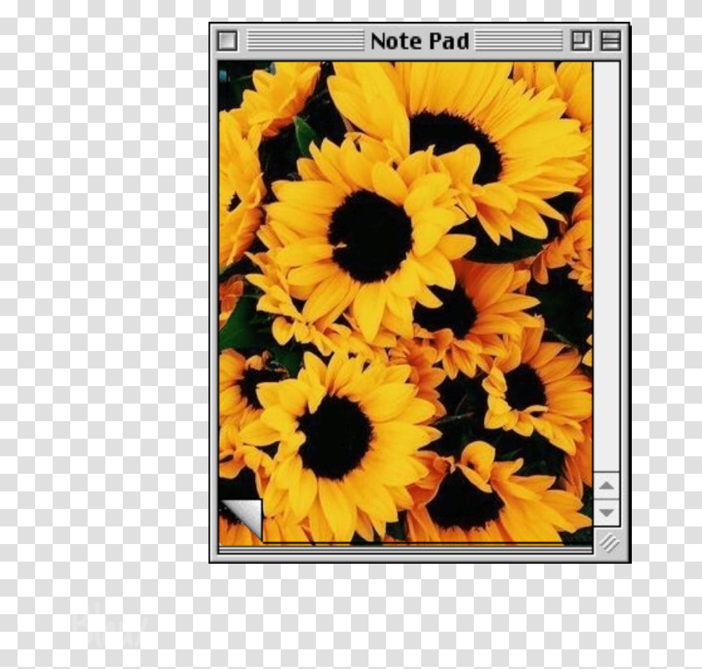 Picsart Notepad Note Computer Tumblr Sunflower Sunflower Background, Plant, Blossom, Interior Design, Indoors Transparent Png