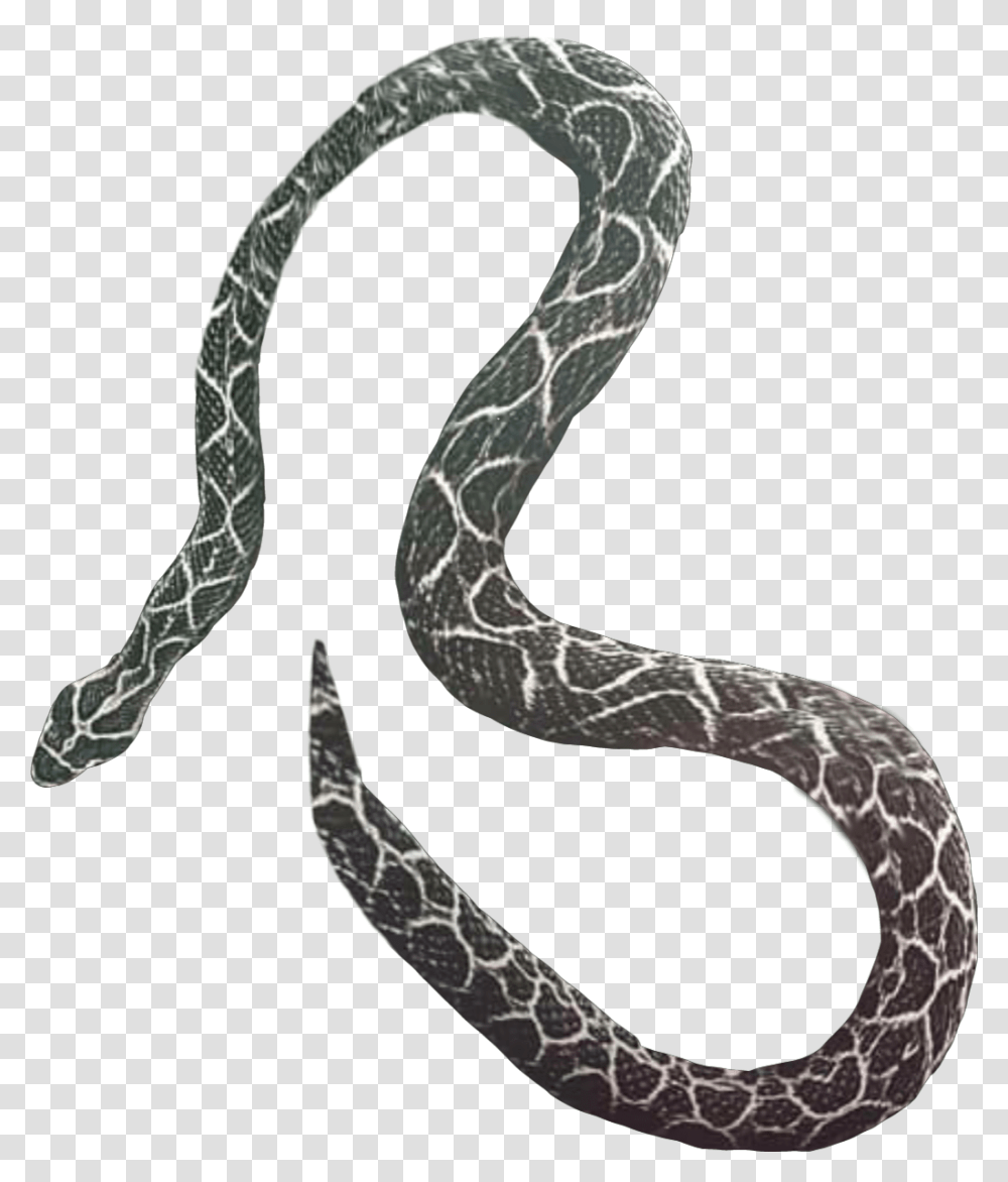 Picsart Snake Editing, Animal, King Snake, Reptile, Person Transparent Png