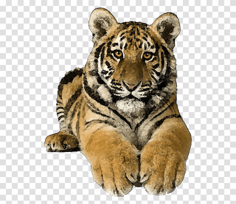 Picsart Tiger Hd, Mammal, Animal, Wildlife, Panther Transparent Png