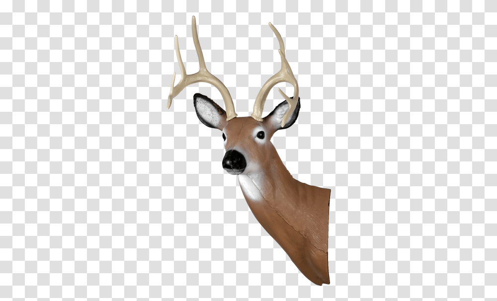 Picture 1 Of Deer Head, Animal, Mammal, Wildlife, Antelope Transparent Png