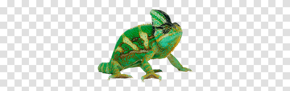 Picture 126 Chameleon, Iguana, Lizard, Reptile, Animal Transparent Png