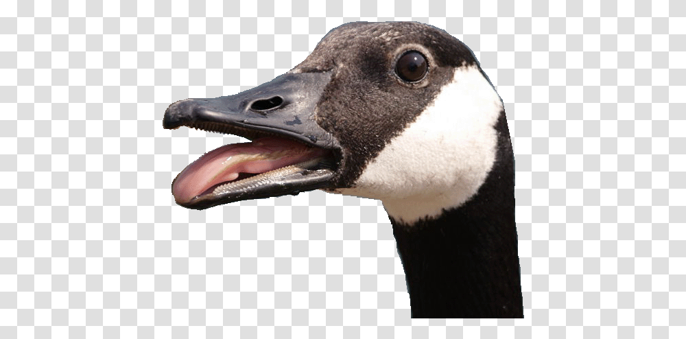 Picture Angry Goose Background, Bird, Animal, Beak, Anseriformes Transparent Png