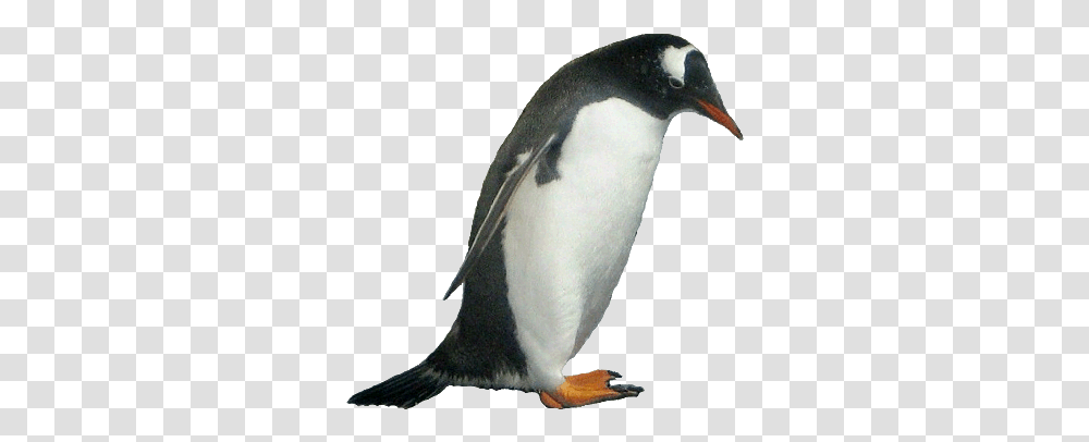 Picture Animal Pictures Background, Penguin, Bird, King Penguin Transparent Png