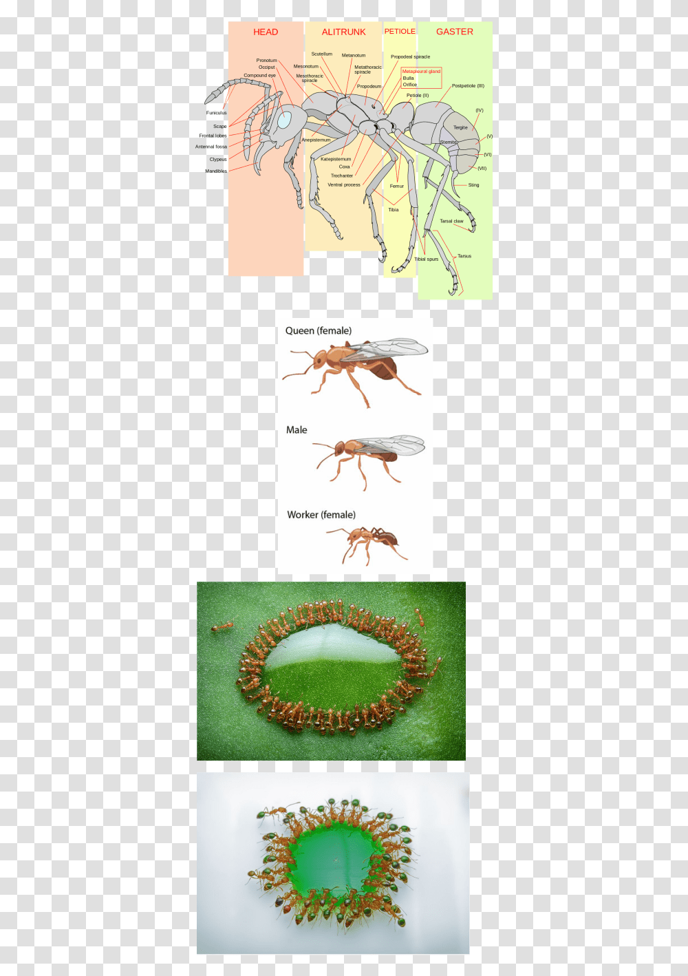 Picture Ant Anatomy, Invertebrate, Animal, Insect, Necklace Transparent Png