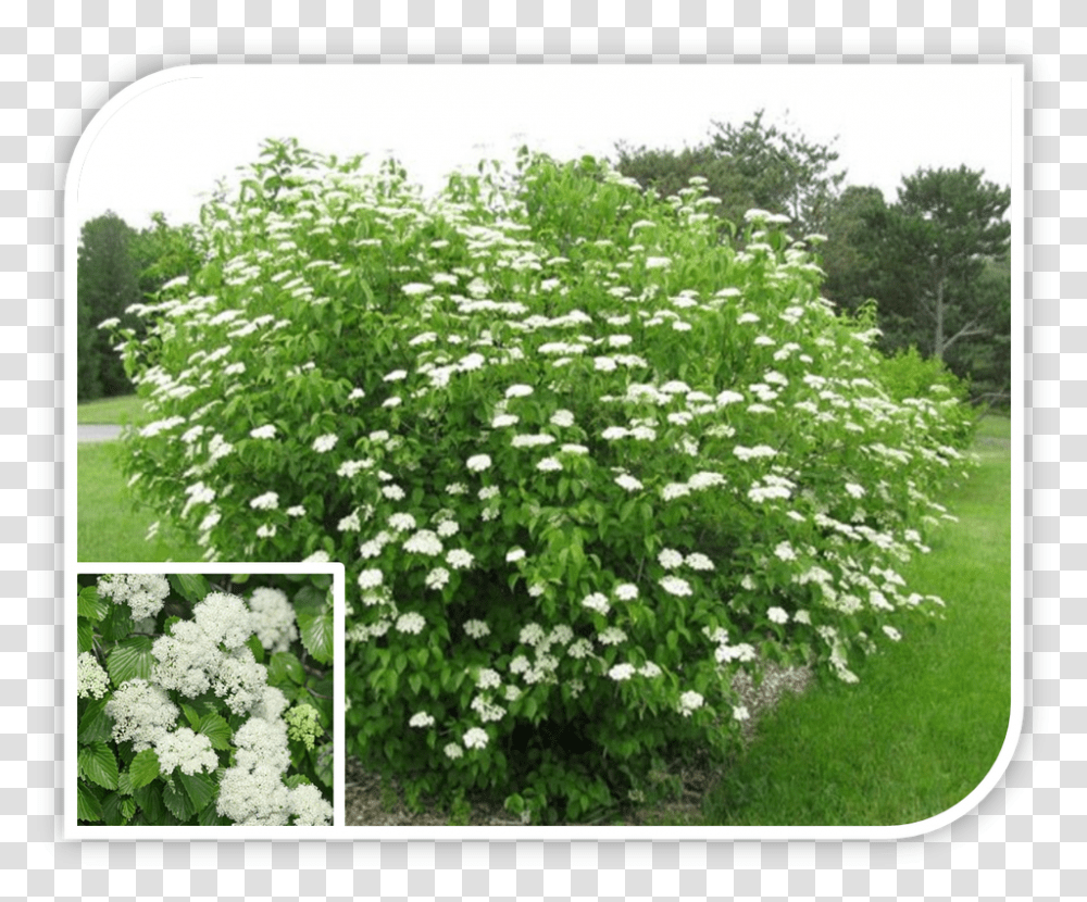 Picture Arrowood Plant, Bush, Vegetation, Flower, Tree Transparent Png