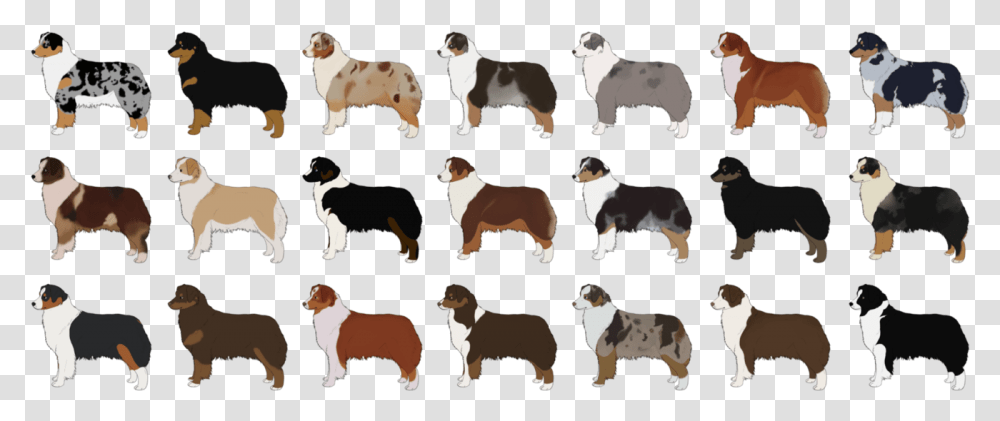 Picture Australian Shepherd Color Chart, Cow, Cattle, Mammal, Animal Transparent Png