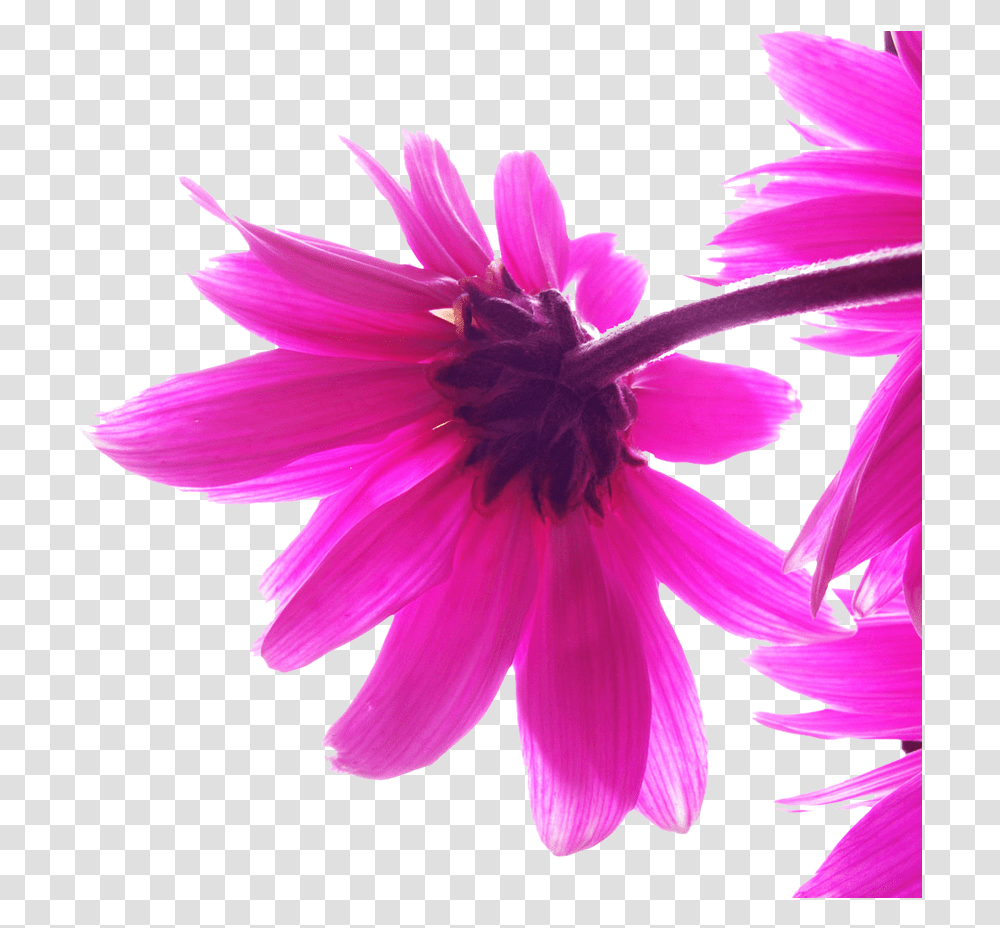 Picture Beautiful Abstract Hd Background, Plant, Daisy, Flower, Daisies Transparent Png