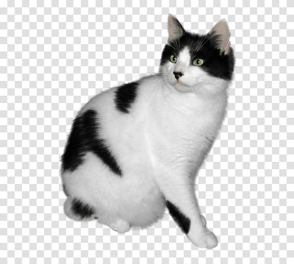 Picture Black And White Cat, Manx, Pet, Mammal, Animal Transparent Png