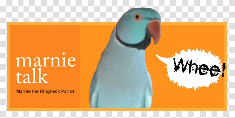 Picture Book Art, Parakeet, Parrot, Bird, Animal Transparent Png