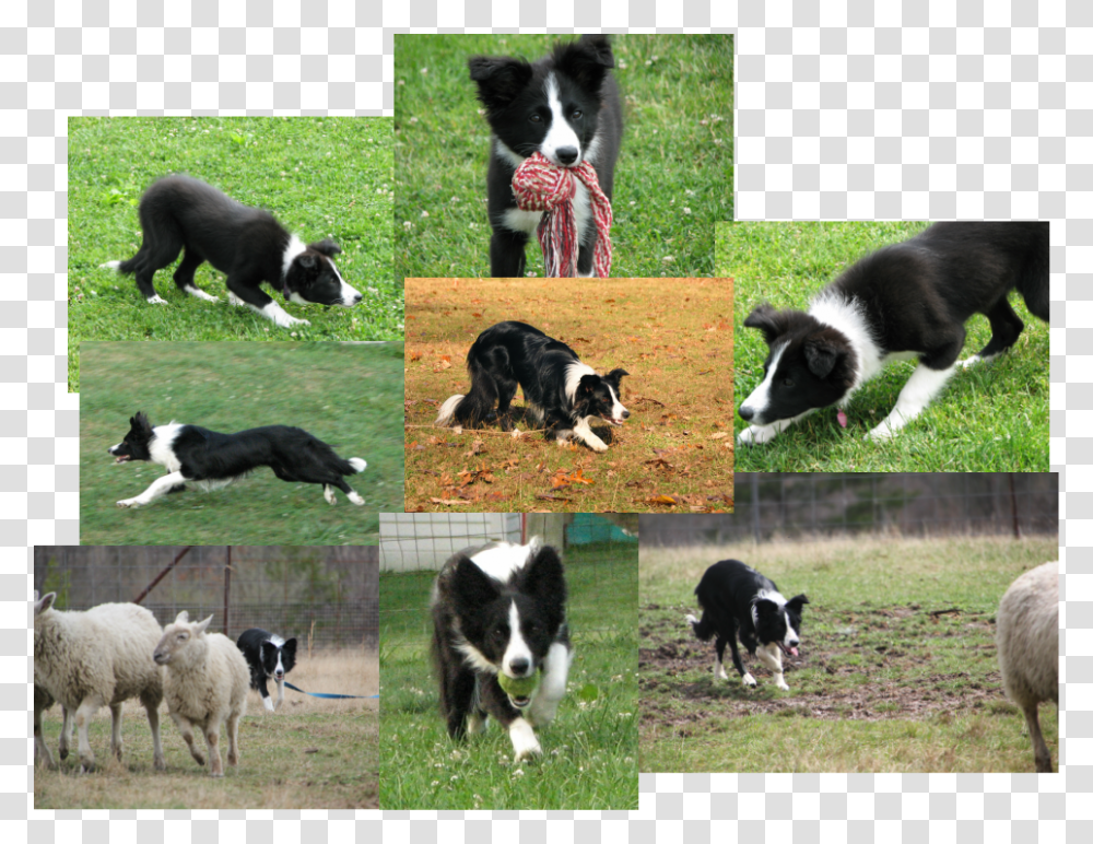 Picture Border Collie, Sheep, Mammal, Animal, Dog Transparent Png