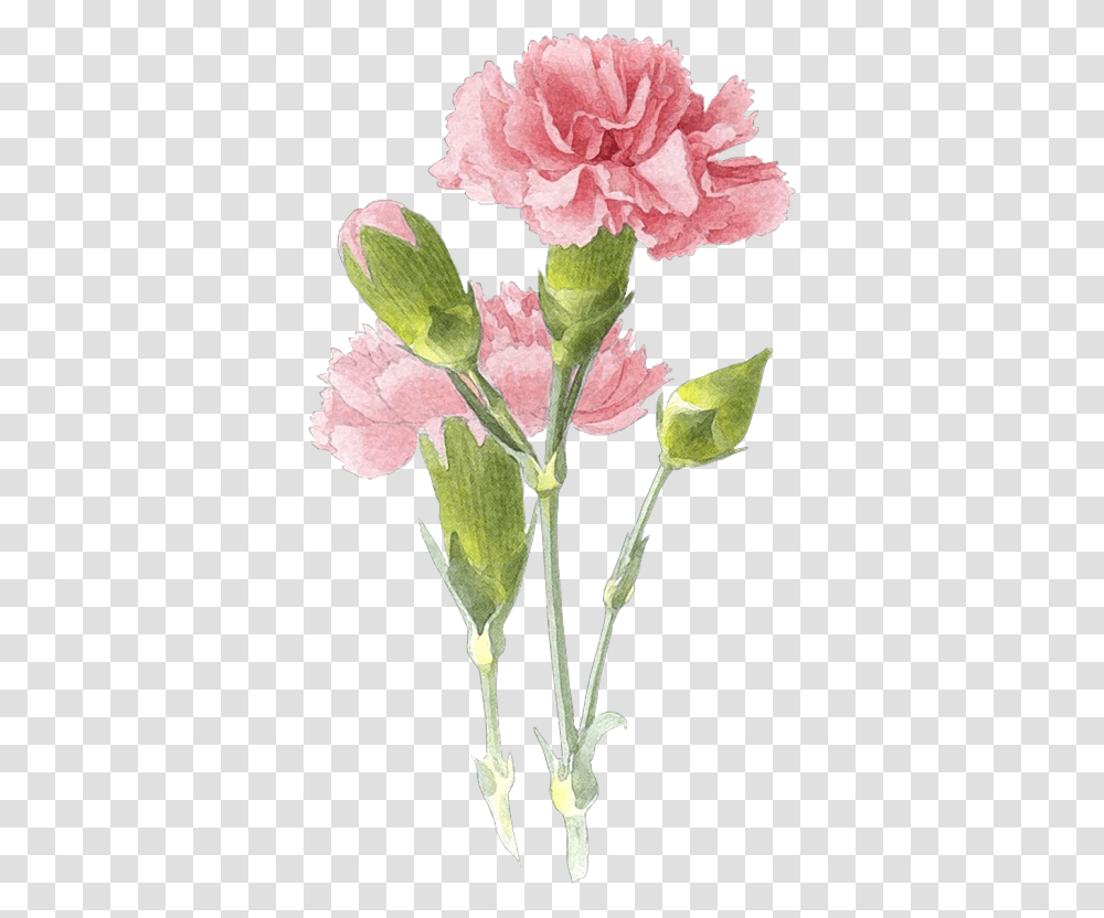 Picture Carnation Flower Painting, Plant, Blossom, Geranium Transparent Png