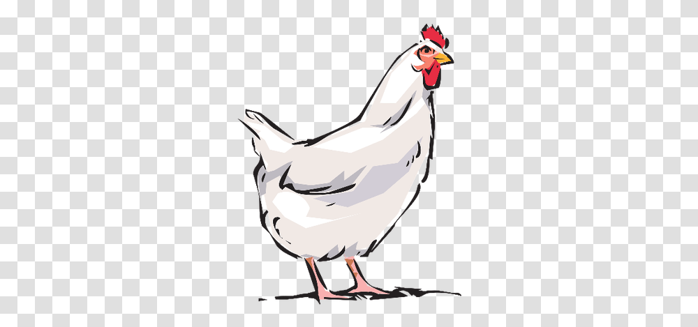 Picture Cartoon Background Chicken, Bird, Animal, Fowl, Poultry Transparent Png