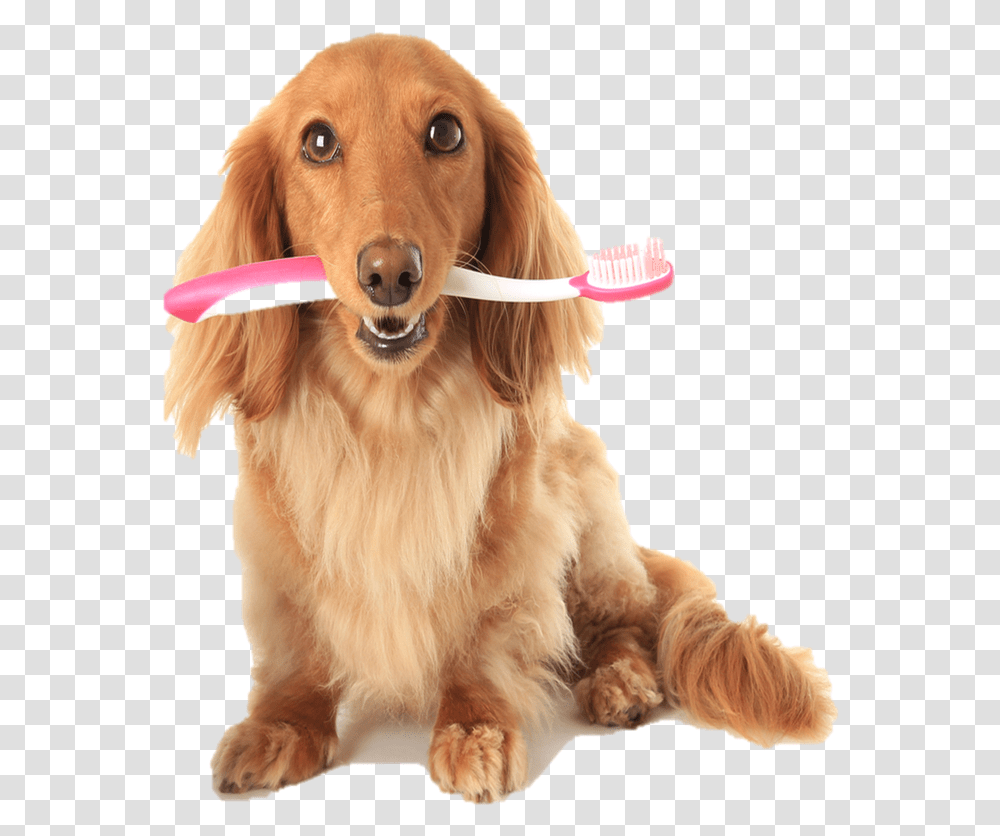 Picture Cat Brushes Dogs Teeth, Pet, Canine, Animal, Mammal Transparent Png