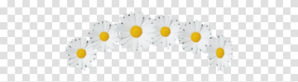 Picture Caterpillar, Daisy, Flower, Plant, Daisies Transparent Png