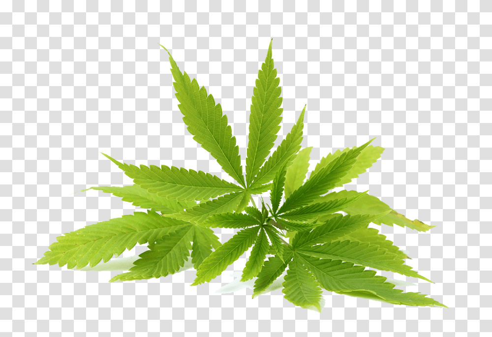 Picture Cbd Oil, Plant, Hemp, Weed Transparent Png