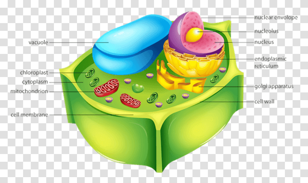 Picture Cellulose In Plant Cell, Birthday Cake, Dessert, Food, Bowl Transparent Png