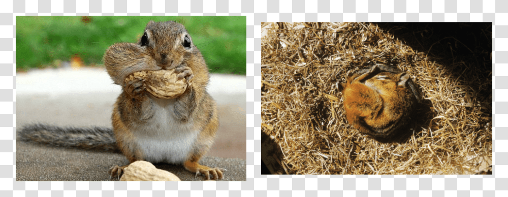 Picture Chipmunks Store Food In Their Cheeks, Mammal, Animal, Outdoors, Cat Transparent Png