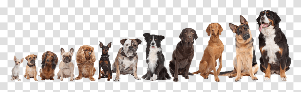 Picture Choose A Dog Breed, Canine, Mammal, Animal, Pet Transparent Png
