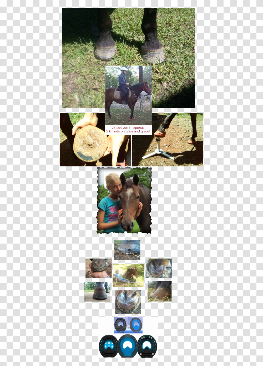 Picture Collage, Horse, Mammal, Animal, Person Transparent Png