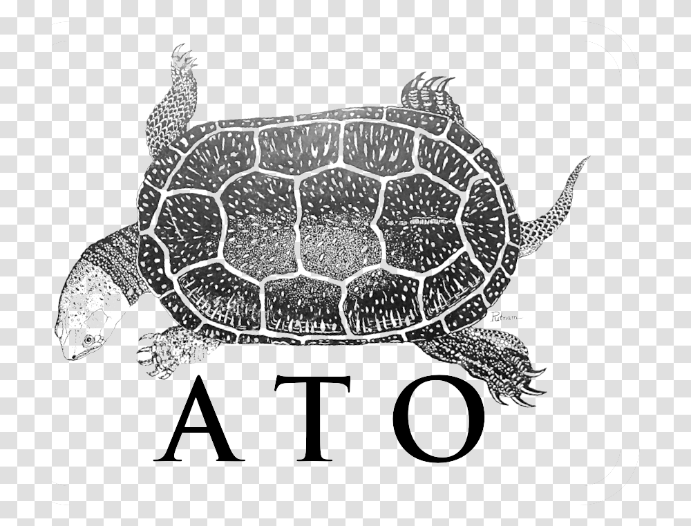 Picture Common Snapping Turtle, Reptile, Sea Life, Animal, Tortoise Transparent Png