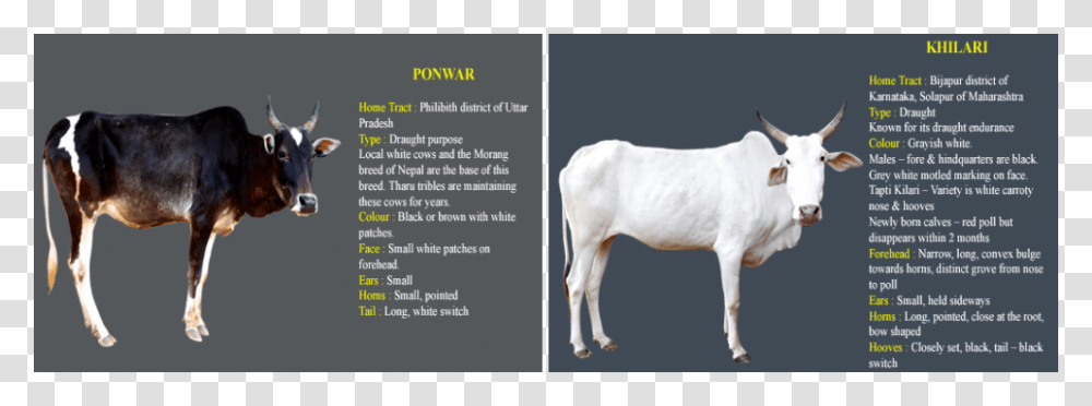 Picture Cow Information In Kannada, Cattle, Mammal, Animal, Bull Transparent Png