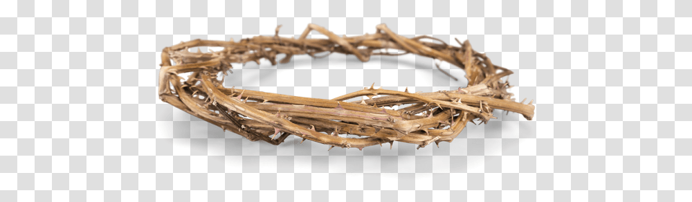Picture Crown Of Thorns Download, Wood, Animal, Insect, Invertebrate Transparent Png