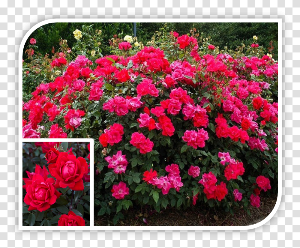 Picture Drift Rose Red, Geranium, Flower, Plant, Blossom Transparent Png