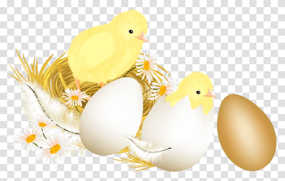 Picture Egg Eggs Chickens Illustration Easter Egg, Bird, Animal, Canary, Food Transparent Png