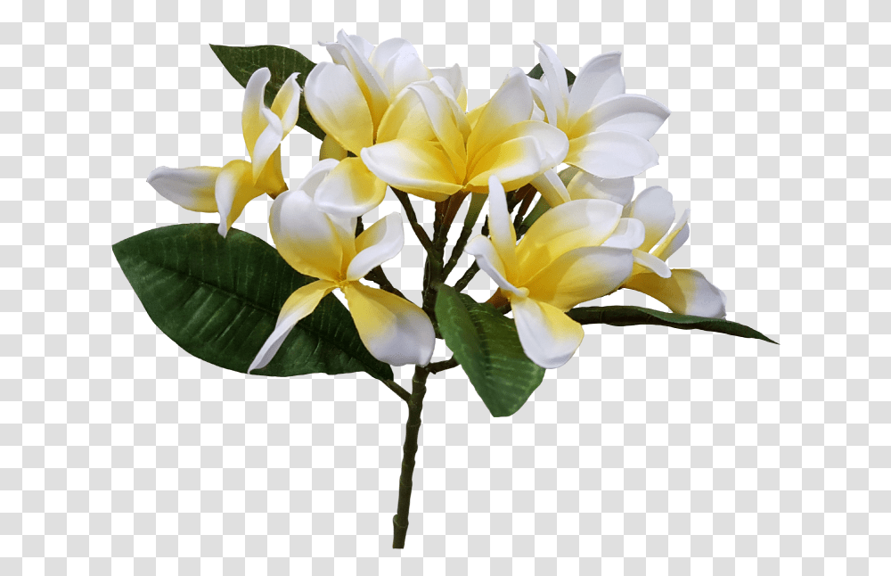 Picture Flower Frangipani, Plant, Blossom, Flower Arrangement, Petal Transparent Png