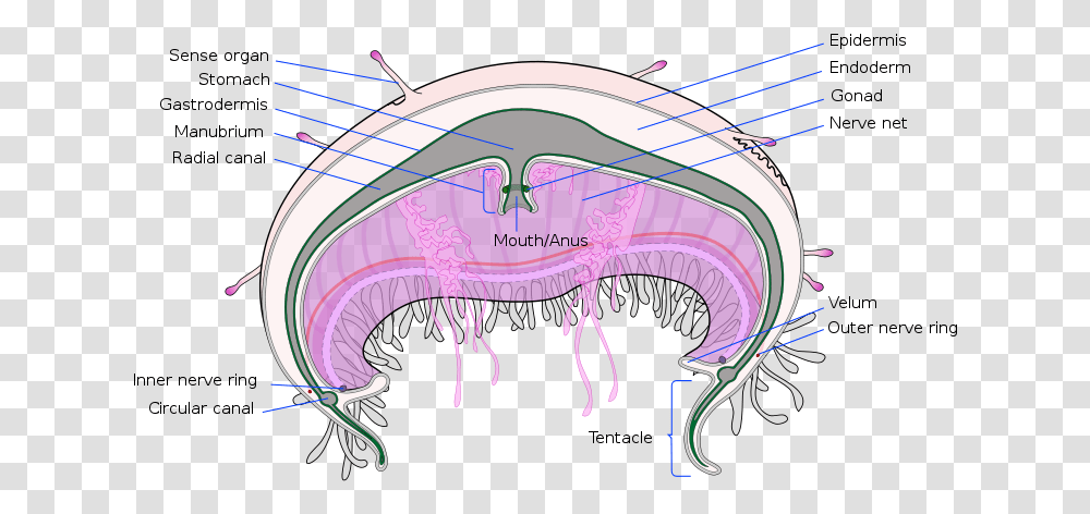 Picture Flower Hat Jellyfish Diagram, Animal, Sea Life Transparent Png