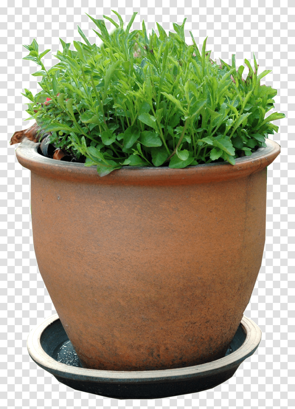 Picture Flowerpot, Potted Plant, Vase, Jar, Pottery Transparent Png