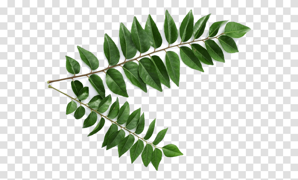 Picture For Category Curry Leaves Curry Leaves, Leaf, Plant, Fern, Flower Transparent Png