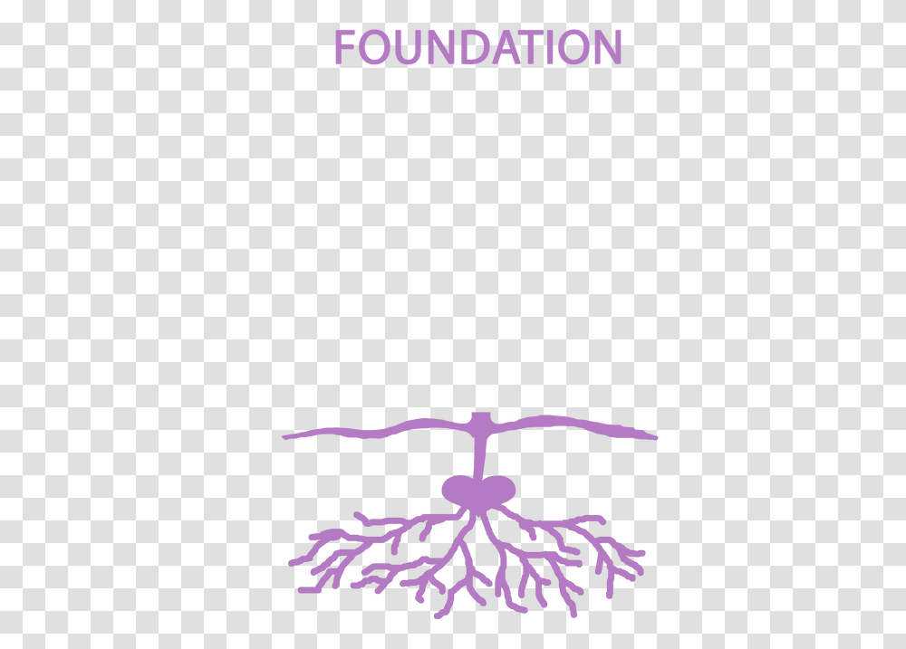 Picture Foundation, Bird, Animal, Flying Transparent Png