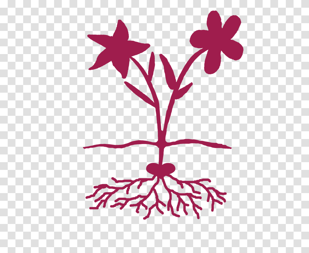 Picture Foundation, Plant, Flower, Blossom, Stencil Transparent Png